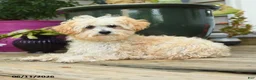 Toy Poodle dogs for sale: Percy - Ad 1
