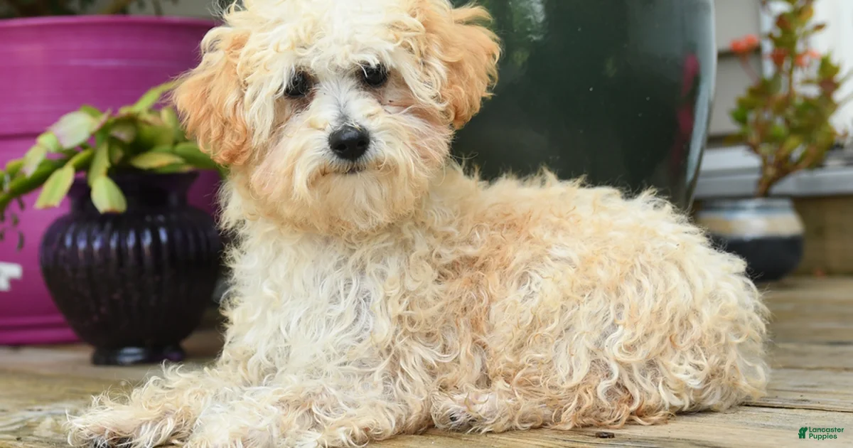 Toy Poodle Puppies For Sale Under 1000 Lancaster Puppies toy-poodle-puppies-for-sale-under-1000-lancaster-puppies