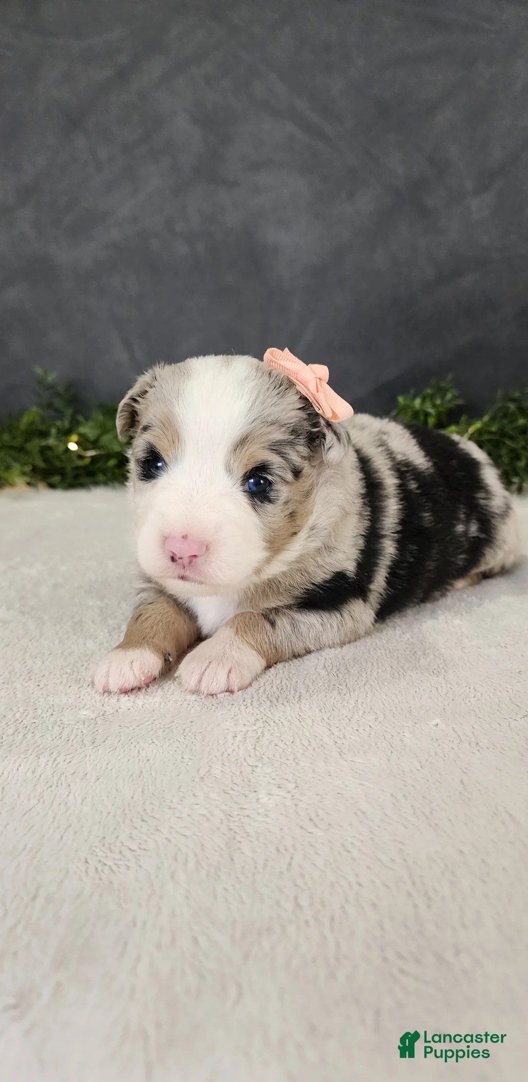 Miniature Australian Shepherd dogs for sale: Luna - Ad 5