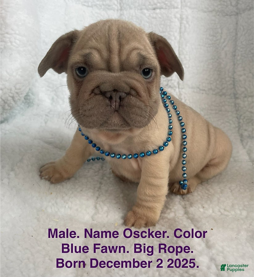 French Bulldog dogs Oscker - Ad 1