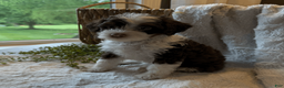 Mini Bernedoodle dogs for sale: Stetson - Ad 5