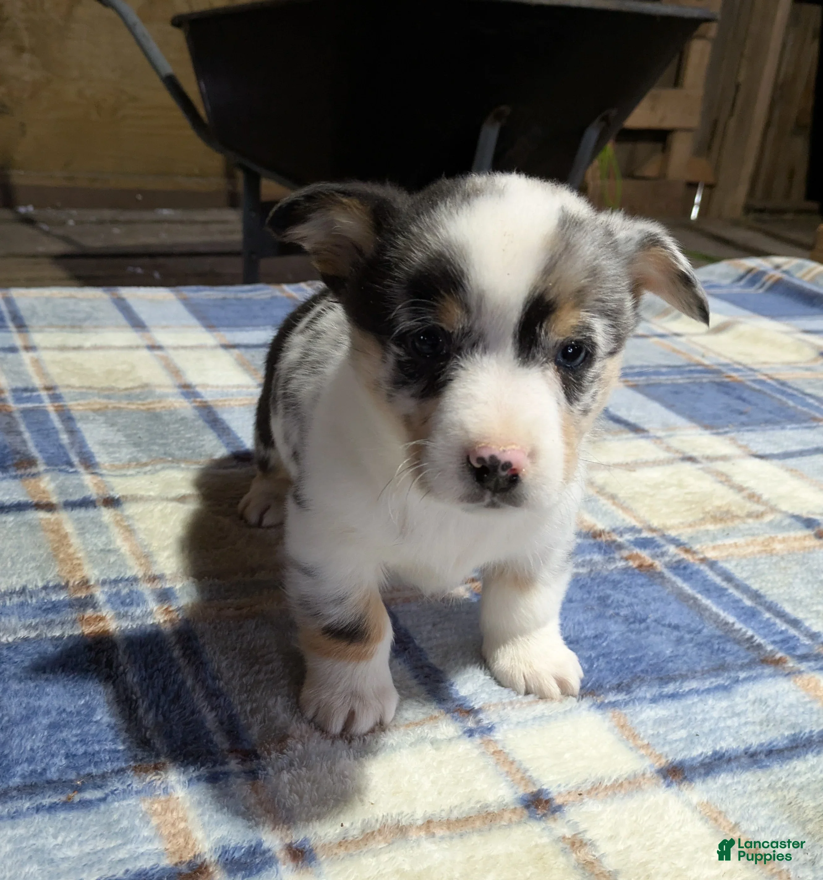 Welsh Corgi Pembroke dogs Sammy - Ad 27