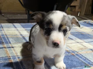 Welsh Corgi Pembroke dogs Sammy - Ad 16