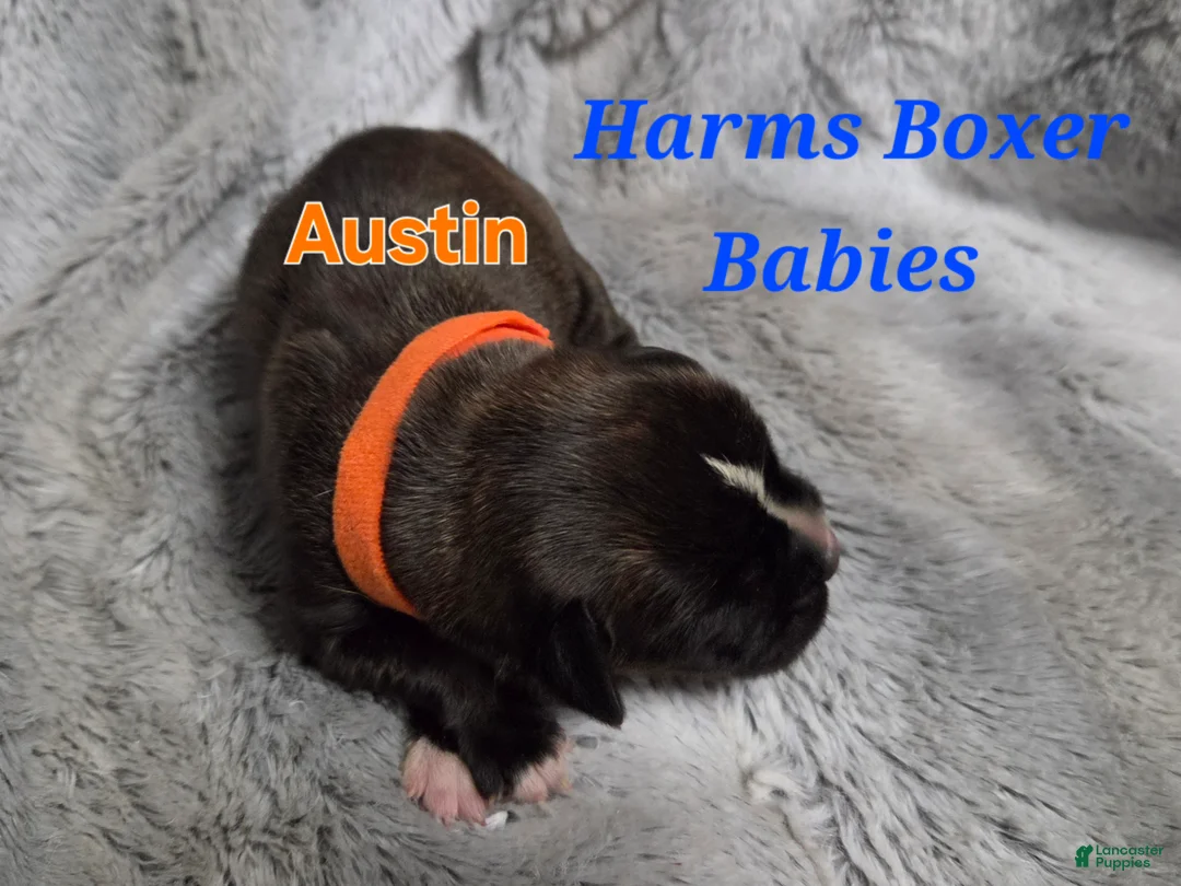 Boxer dogs for sale: Austin - Ad 2