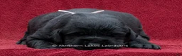 Labrador Retriever dogs for sale: Nellie - Ad 2