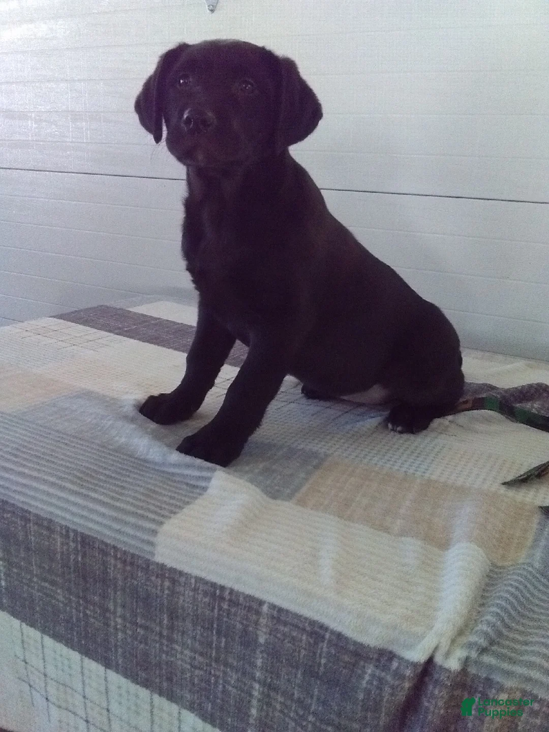 Labrador Retriever dogs for sale: Twinkle - Ad 6