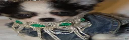 Chihuahua dogs for sale: Zane - Ad 8