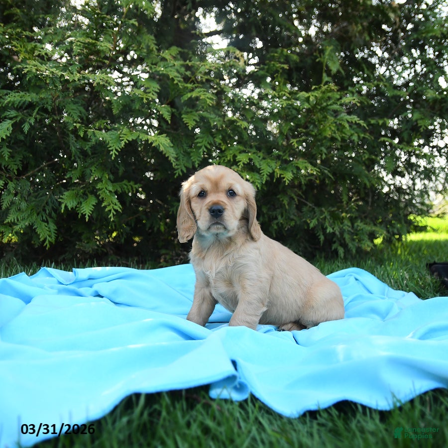 Miniature Golden Retriever dogs Kitty - Ad 2