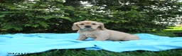 Miniature Golden Retriever dogs for sale: Kitty - Ad 2