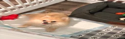 Pomeranian dogs for sale: Pomeranian 1 - Ad 3