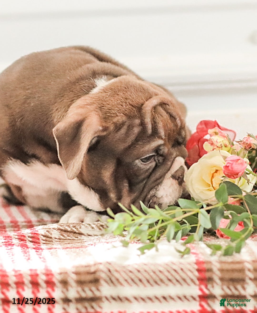 English Bulldog dogs for sale: Rhoda - Ad 6