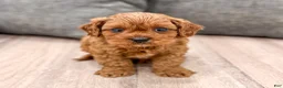Cavapoo dogs for sale: Ace - Ad 9