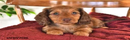 Miniature Dachshund dogs for sale: Rocket - Ad 3