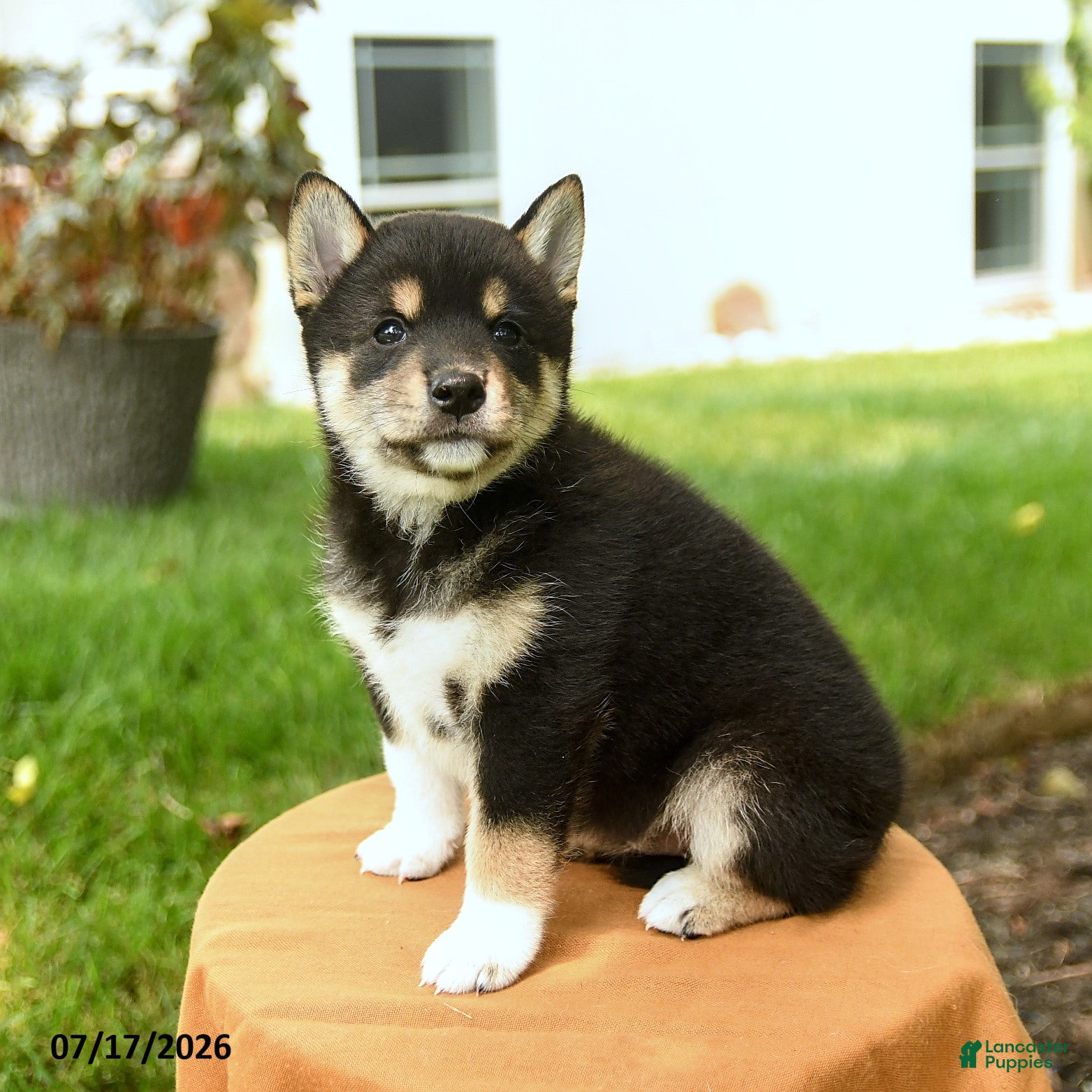 Shiba Inu dogs Chana - Ad 2