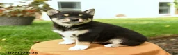 Shiba Inu dogs for sale: Chana - Ad 2