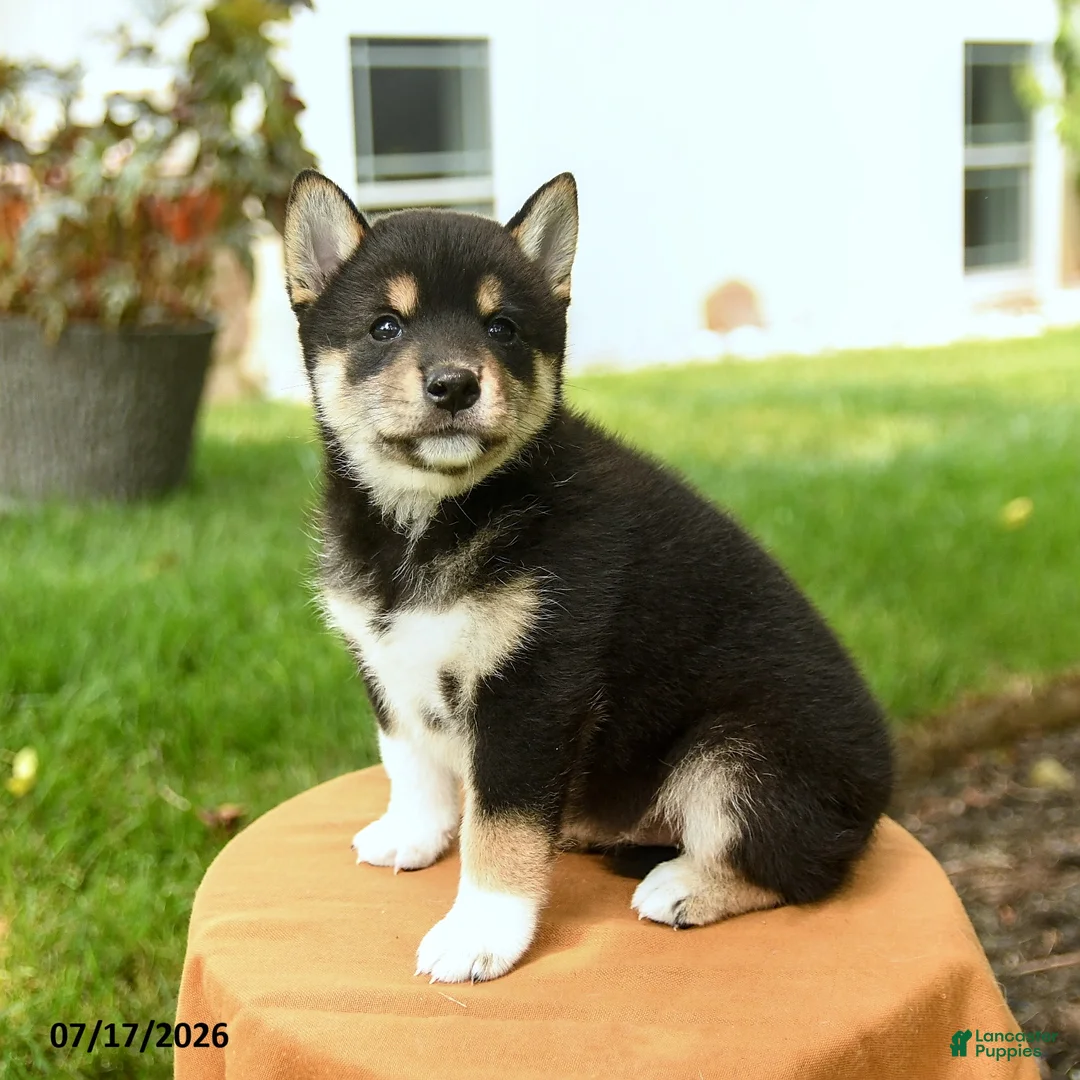 Shiba Inu dogs for sale: Chana - Ad 2