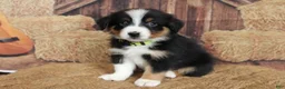 Australian Shepherd dogs for sale: Hazelnut  - Ad 2