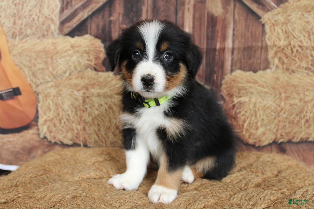 Australian Shepherd dogs for sale: Hazelnut  - Ad 2