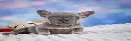 French Bulldog dogs for sale: Tulip - Ad 4