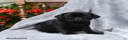 Pug dogs for sale: Bonnie - Ad 1