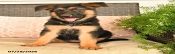 German Shepherd dogs for sale: Sabrina - Ad 4