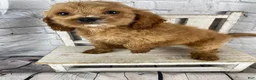 Cockapoo dogs for sale: Moose - Ad 7