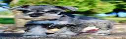Miniature Schnauzer dogs for sale: Lily Female AKC Mini Schnauzer - Ad 4