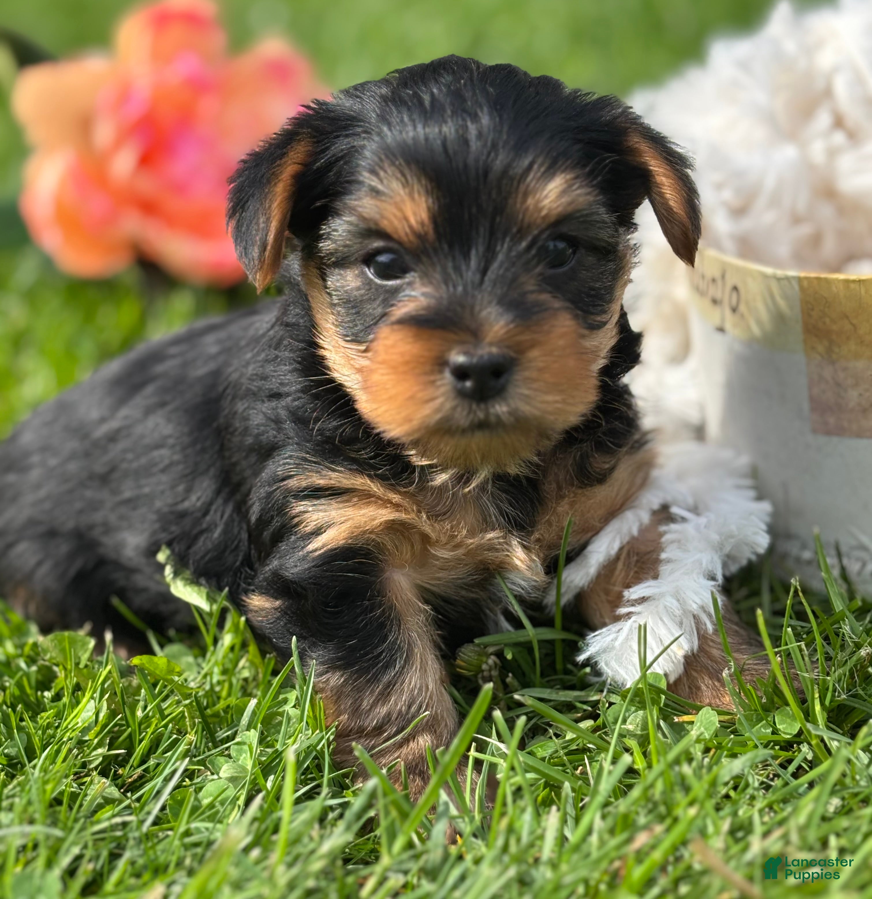 Yorkshire Terrier dogs Cocoa - Ad 1
