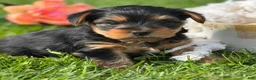 Yorkshire Terrier dogs for sale: Cocoa - Ad 1