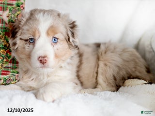 Mixed Breed dogs Schnee - Ad 34