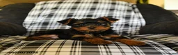 Yorkshire Terrier dogs for sale: Tucker - Ad 4