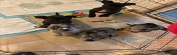 Mixed Breed dogs for sale: Victor - Ad 5