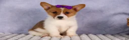 Welsh Corgi Pembroke dogs for sale: Bambi🎀 - Ad 7