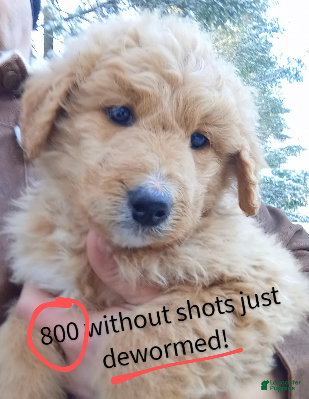 Bernedoodle dogs for sale: Barkley - Ad 5