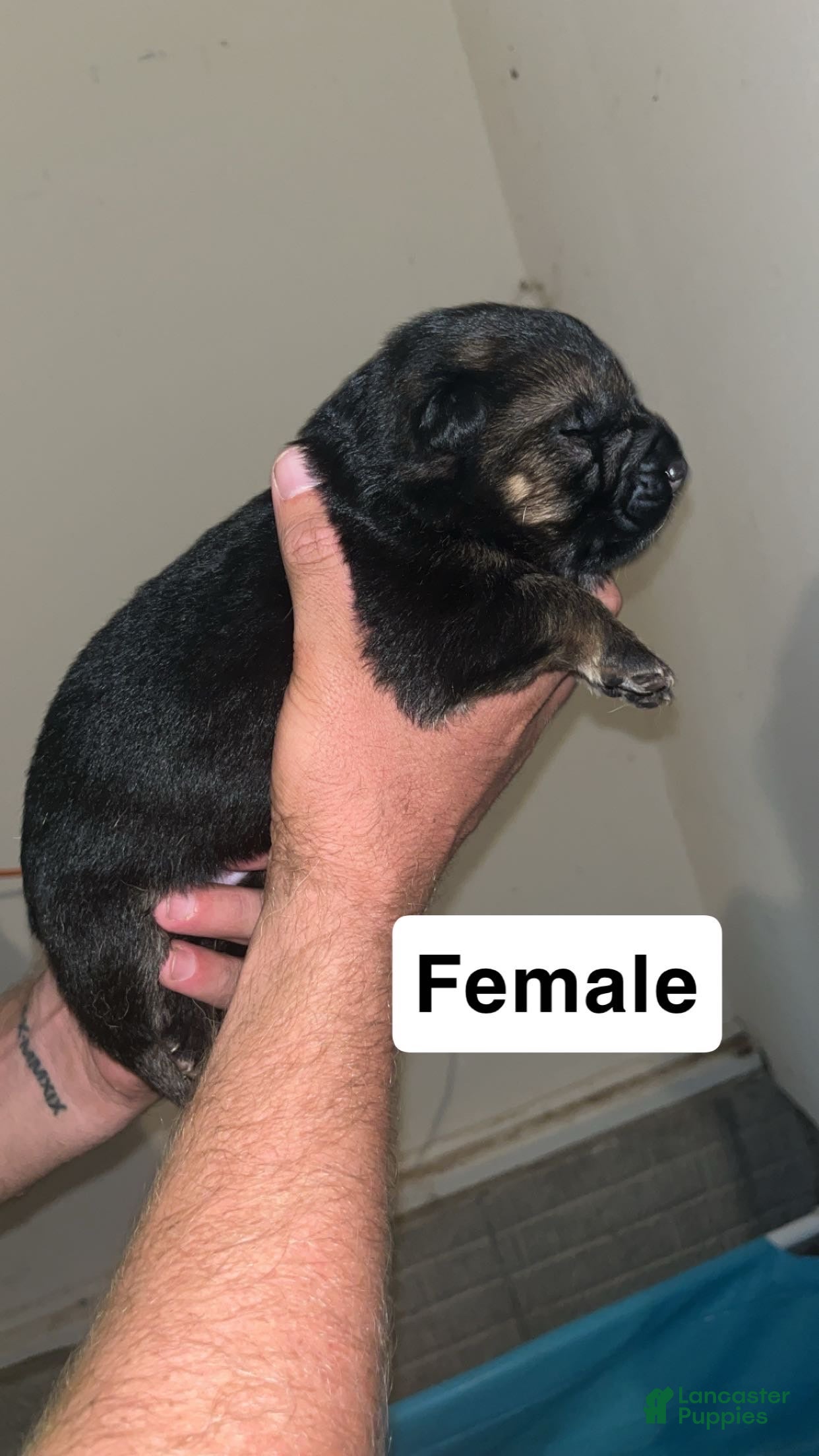 German Shepherd dogs for sale: German Shepherd 3 - Ad 22