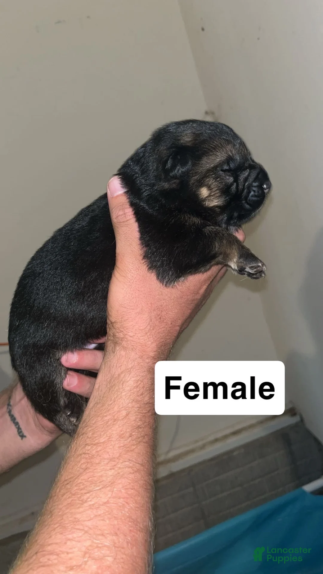 German Shepherd dogs for sale: German Shepherd 3 - Ad 1