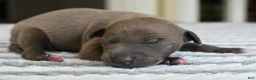 Italian Greyhound dogs for sale: Blizzy - Ad 1
