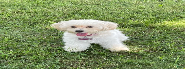 Sadie