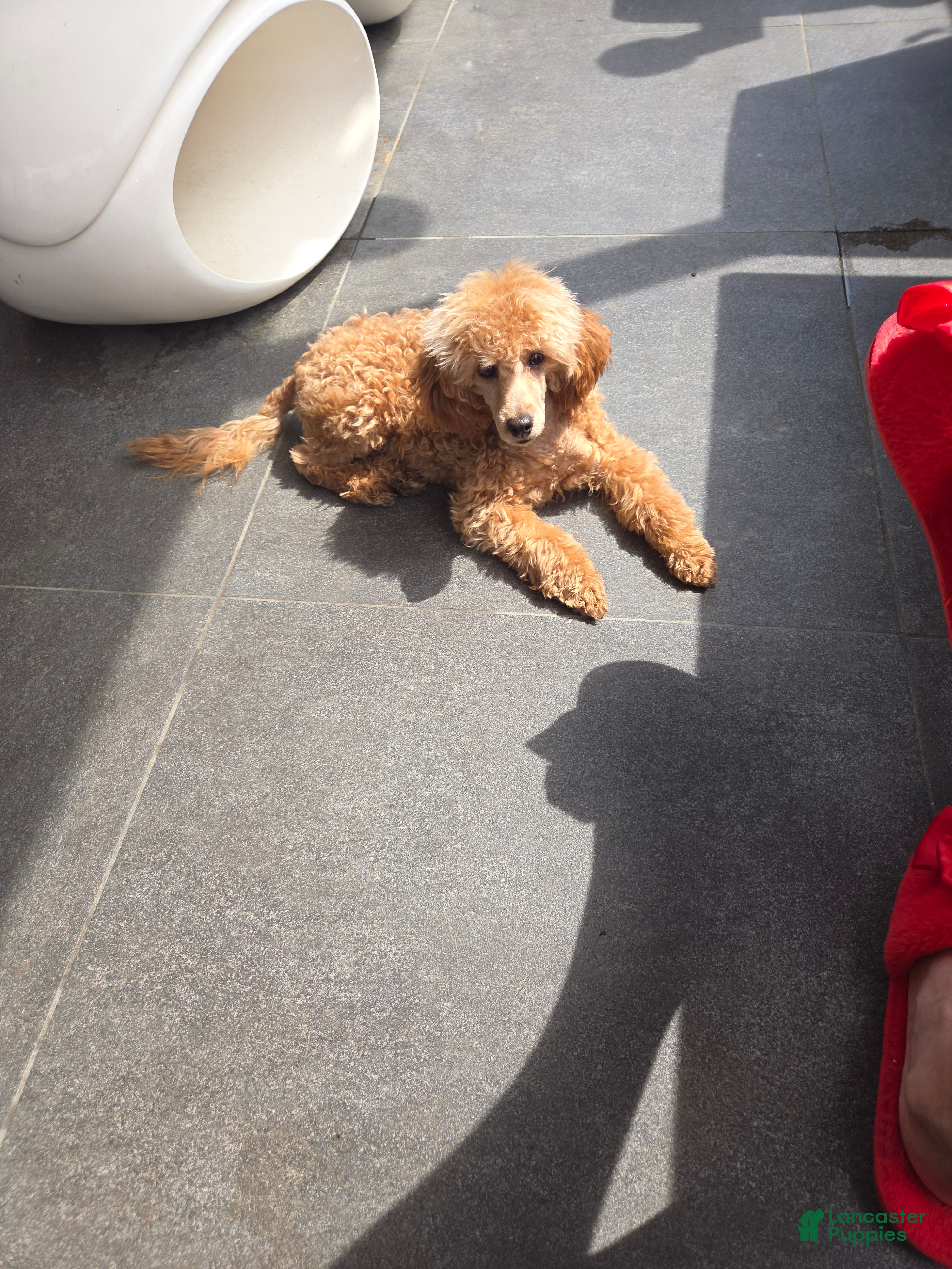 Toy Poodle dogs Toy Poodle Puppy 1 - Ad 1