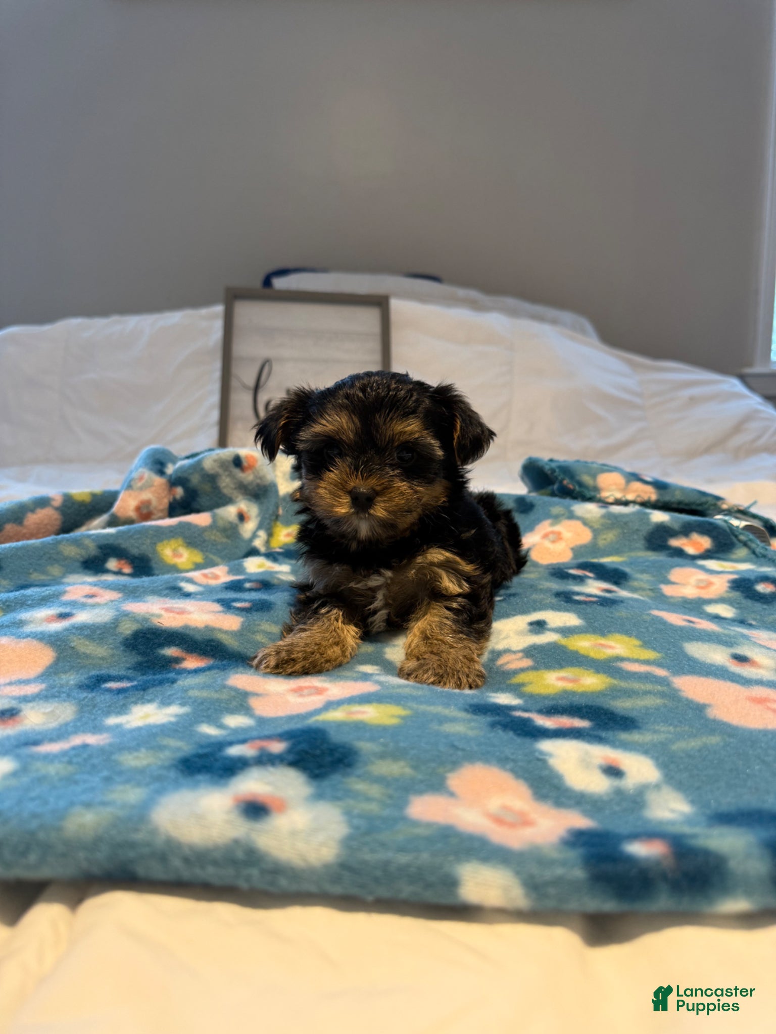 Yorkshire Terrier dogs Yorkshire Terrier Puppy 4 - Ad 13