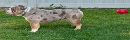 Olde English Bulldogge dogs for sale: Pepsi - Ad 7