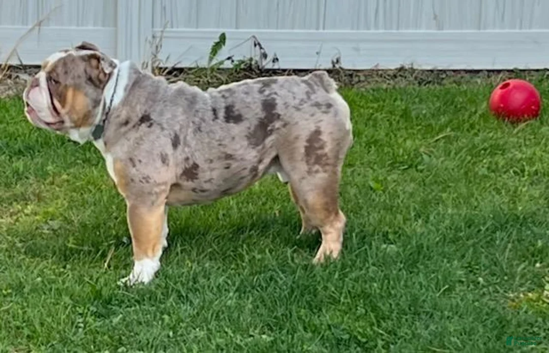 Olde English Bulldogge dogs for sale: Pepsi - Ad 7