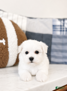 Maltipoo dogs Murphy - Ad 1