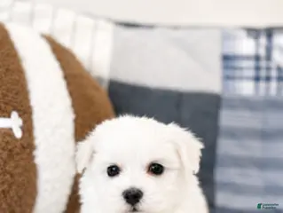Maltipoo dogs Murphy - Ad 1