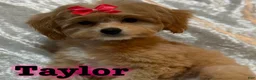 Mini Goldendoodle dogs for sale: Turbo - Ad 8