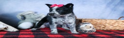 Mixed Breed dogs for sale: DOLLY - Ad 4