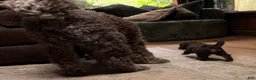 Aussiedoodle dogs for sale: Devins - Ad 6