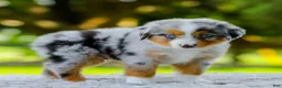 Miniature Australian Shepherd dogs for sale: Lynn - Ad 3