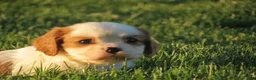 Cavalier King Charles Spaniel dogs for sale: Espresso - Ad 8
