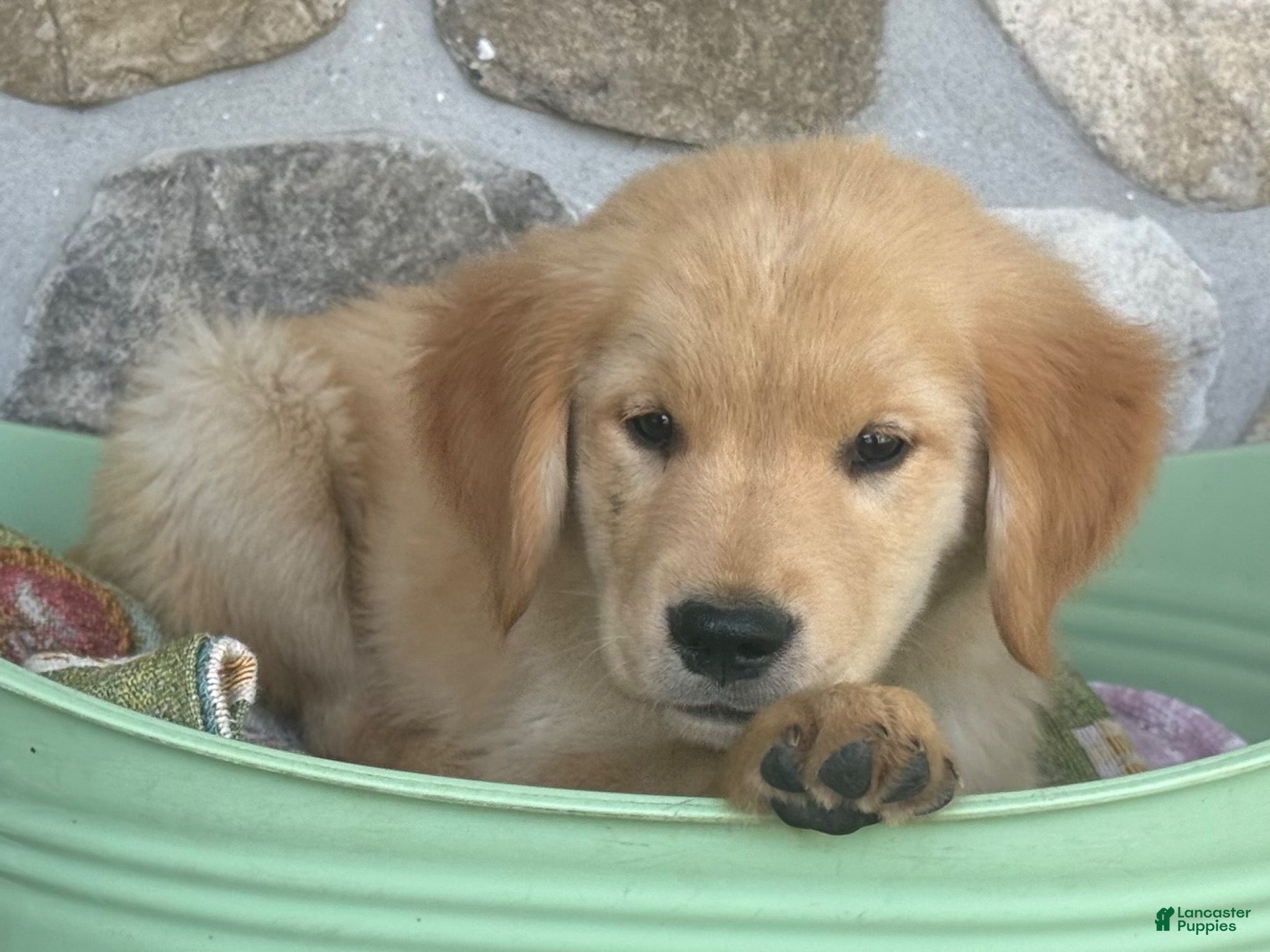 Golden Retriever dogs Rover - Ad 2